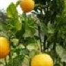 Tangerine farmer