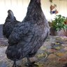 MyChickensAreBeautiful
