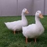 The Howard Ducks