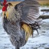 Dan Dan Chicken Man