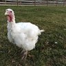 "JuJu" the Turkey