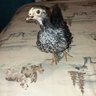 1stChicken919