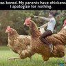 Chickens like to peck me