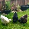 Vikkslittlechicks