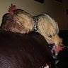 Jaythechickenman