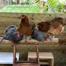 SueHasChickens
