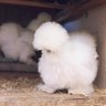silkieeva
