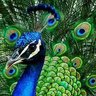 J.Bird