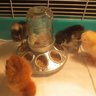rollachickens