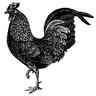 cluckcluckmama