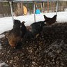 Ivy&Chickens