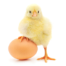 Crazychickenlady77