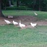 Foghorn J. Leghorn