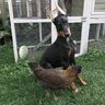 dogandchickenmom