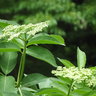 elderberryjam