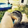 GoofyDuckLady