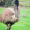 EmuMom
