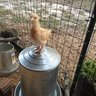 Chickenlady1440
