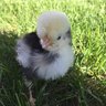 Chickensgalor