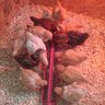 chicksb4dicks