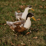 happy duck