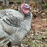 ChookyChooks&Turklets2