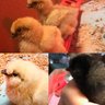 ChickenLifeYo