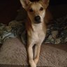 DingoDog5