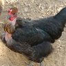 Chickensoftherainbow