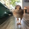 ChickieChickieMama