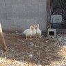 Duckhatcher123