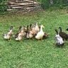 Little duck farm