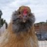 chickenhugger
