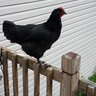 7chickma