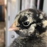 ChickenRoo