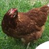 OzzieChooks