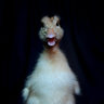 Ducksforfum