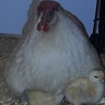 AnotherCrazyChickenLady