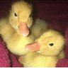 MandysDuckTails