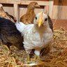 Glady'sGardenFarm