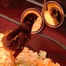 PlainChicks
