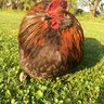 backyardmenagerie0429