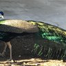 Birdbroad