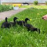 DuckCheese