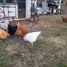 heronchick
