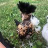 chickensandhappiness