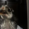 Chickencrazycathy