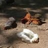 Furcifer