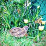 warpulaquail