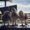 Chickinn7